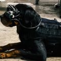 Американската војска изработи AR очила за кучиња (ВИДЕО)