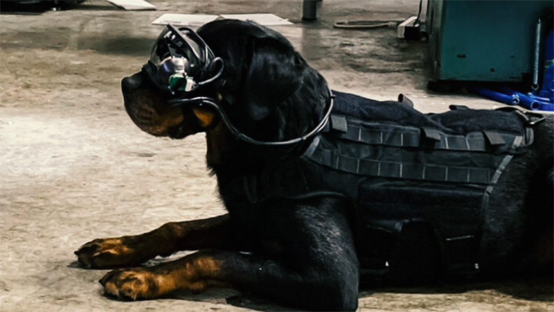 Американската војска изработи AR очила за кучиња (ВИДЕО)