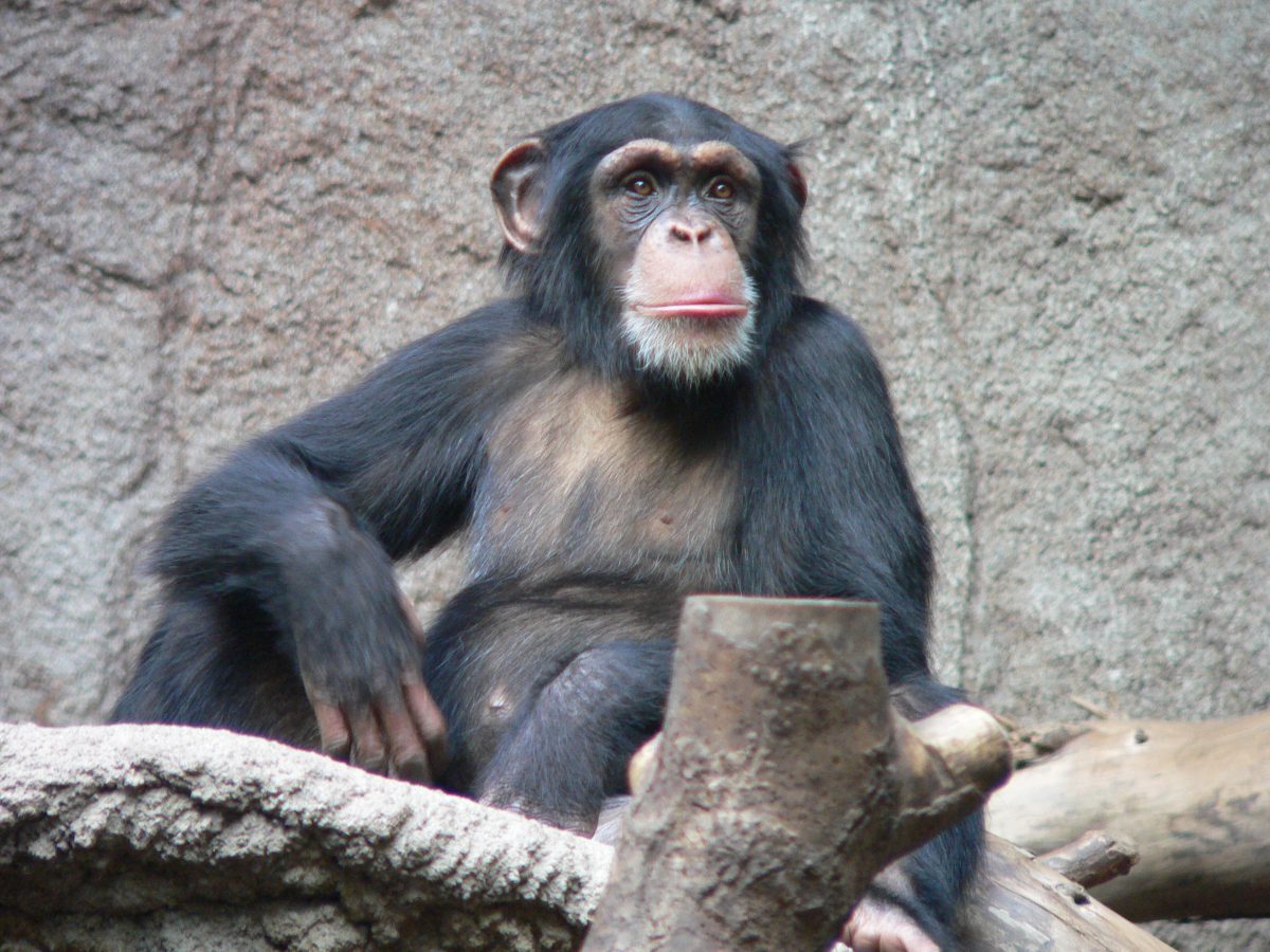 (Видео) Шимпанзо волонтира како чистач во Зоолошка
