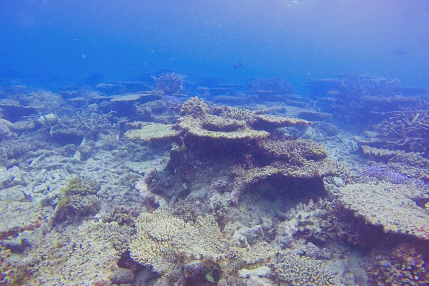 Големиот гребен во Австралија остана без половина од своите корали (ВИДЕО)