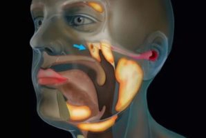 Научници пронајдоа нов орган во грлото