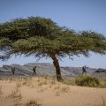 Пустините во Африка се исполнети со дрва