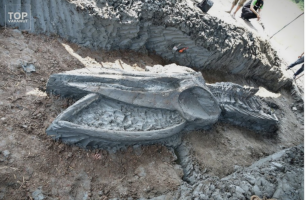 Скелет на кит стар помеѓу 3.500 и 5.000 години пронајден на Тајланд