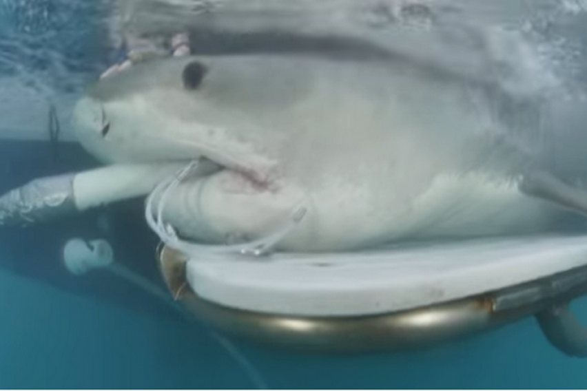 Како изгледа утроба на ајкула која носи плод, снимена со ултразвук (ВИДЕО)