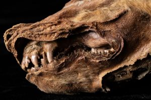 Совршено сочувани остатоци од праисториски волк пронајдени во Канада