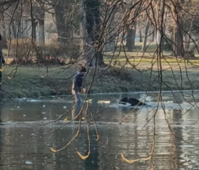 (Видео) Момче спаси две кучиња заглавени во езерото во Градски парк