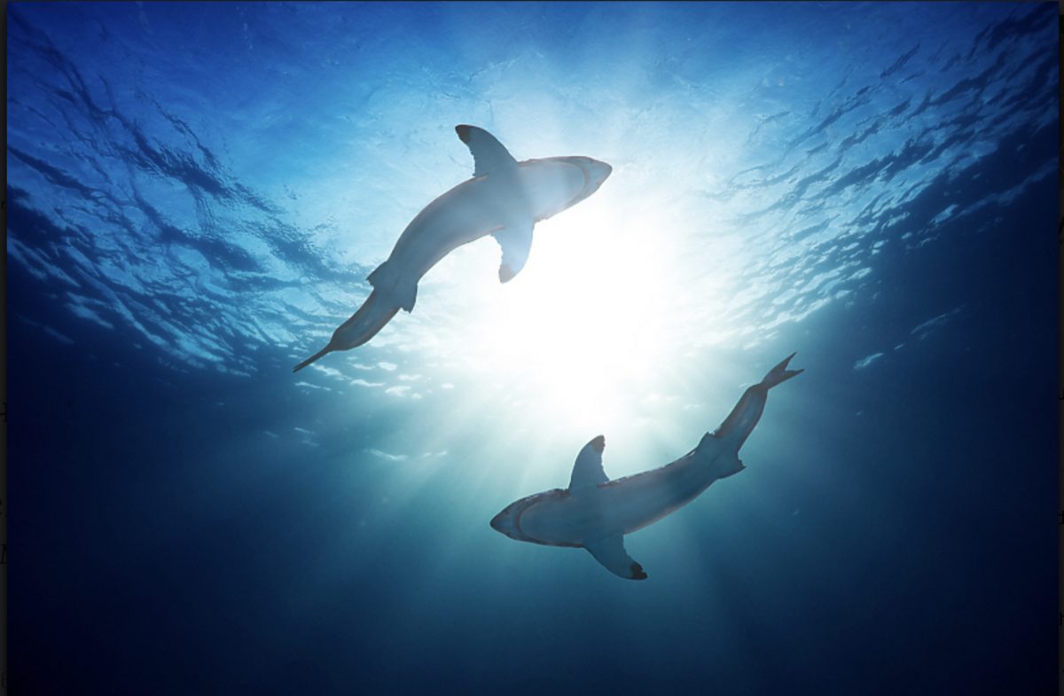 Во последните 50 години бројот на ајкули се намали за 70 проценти