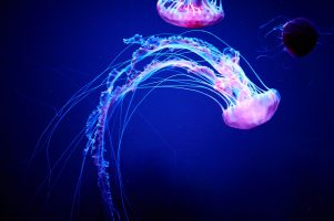 Мал робот медуза би можел да ги спасува коралните гребени