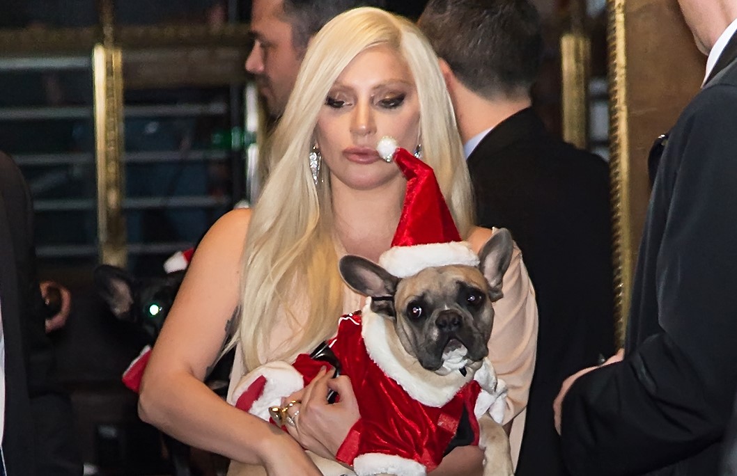 Пронајдени украдените кучиња на Лејди Гага за кои пејачката нудеше 500.000 долари награда