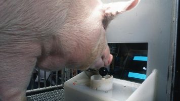(Фото) Научници научиле свињи како да играат видеоигри