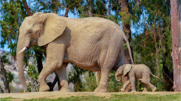 (Видео) Американец  уапсен откако 2-годишната ќерка им ја давал на слоновите во зоолошка