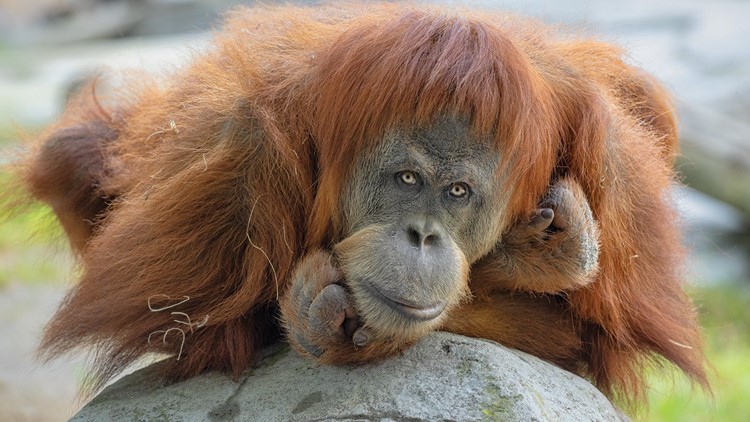 (Видео) Во зоолошка во Сан Диего се вакцинирани првите мајмуни против коронавирус