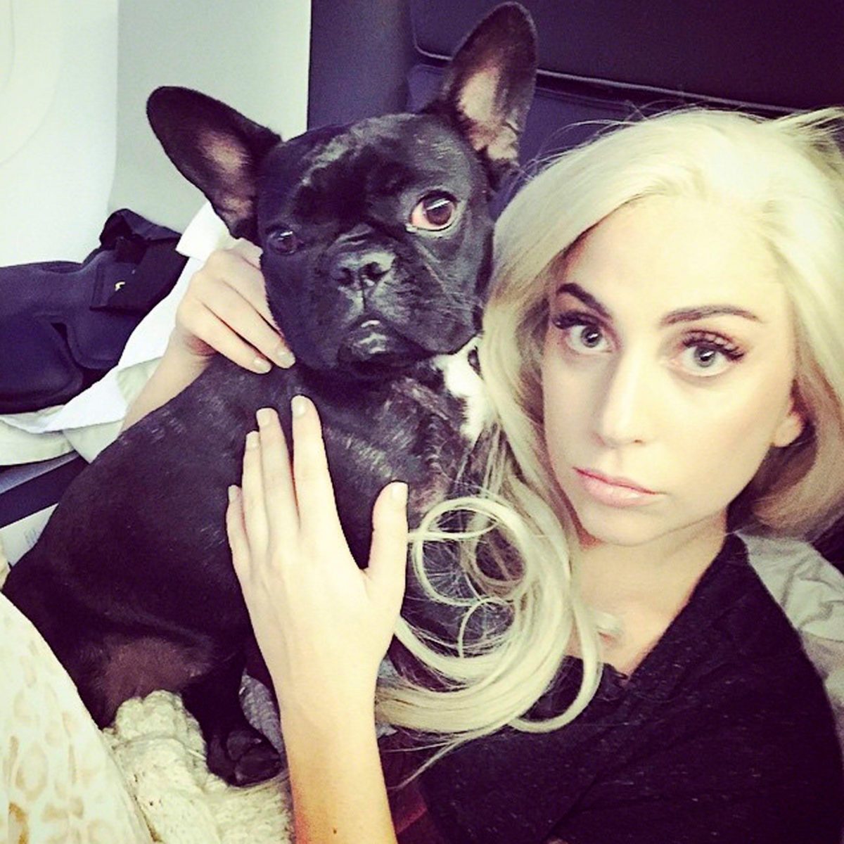 (Видео) Лејди Гага ќе плати скоро 100 илјади долари за чуварот на нејзините кучиња