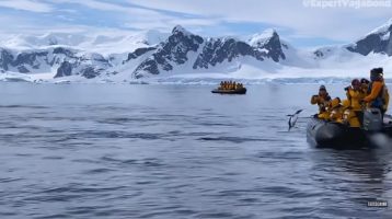 (Видео) Пингвин се спаси од орка китови со скок во чамец преполн со туристи