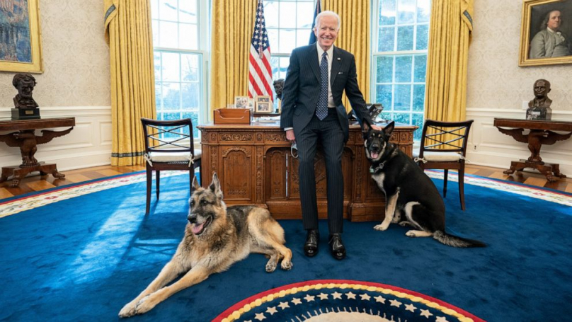 Кучето на Џо Бајден повторно гризна човек во Белата куќа