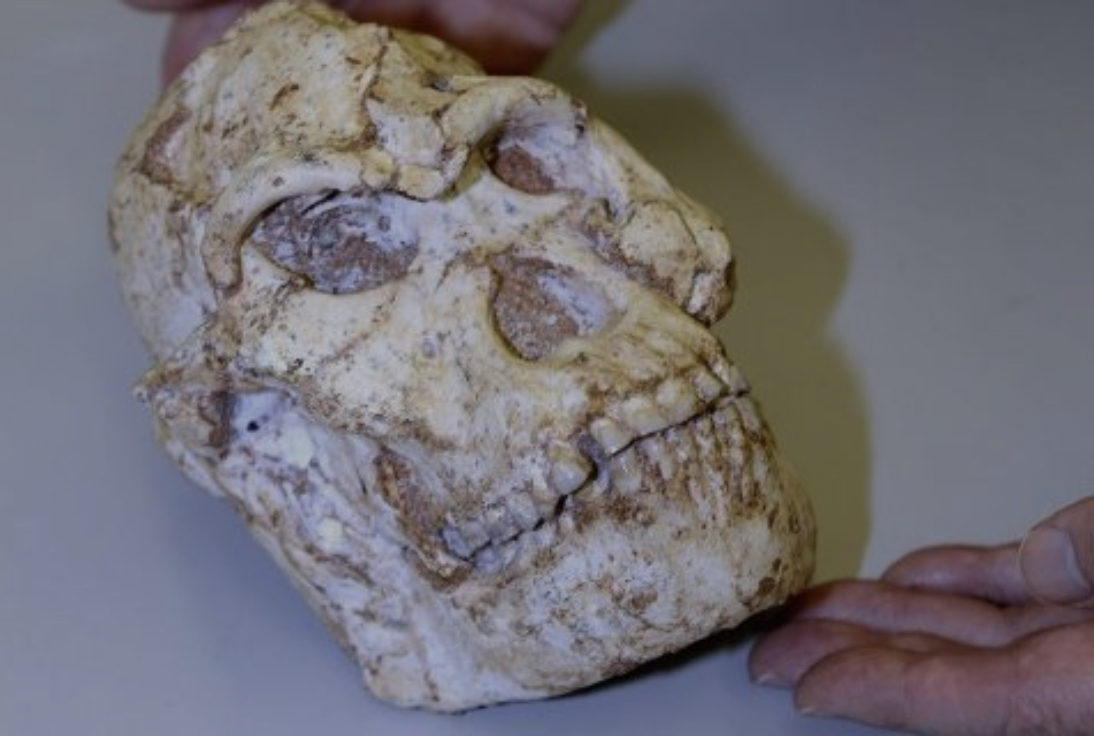 Научници истражуваат фосил стар 3,67 милиони години