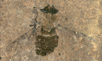 Научниците пронајдоа 47 милиони години стара мува