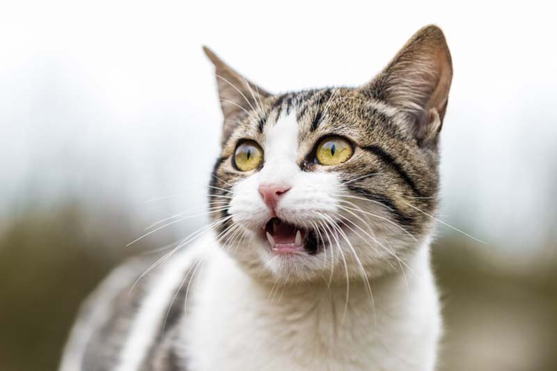 Откриен прв случај на мачка заразена со британскиот вид на коронавирус