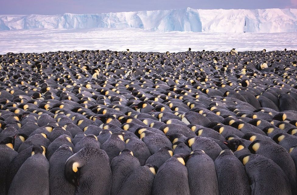 Се гушкаат за да преживеат: Фотограф минал две зими на Антарктикот со 10.000 пингвини.