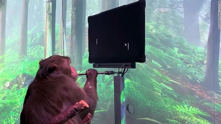 (Видео) Компанија на Илон Маск објави снимка од мајмун кој со мислите управува видеоигра