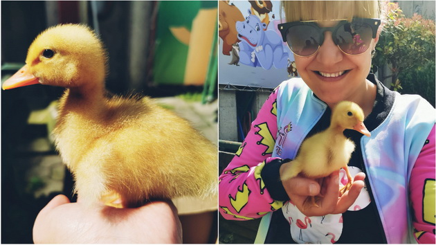 Граѓани спасија пајче и го однесоа во скопската ЗОО