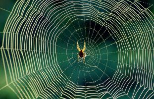 Научниците креираа музика од пајажина на пајаци (ВИДЕО)