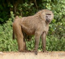 Полицијата уапси мајмун во Кејп Таун