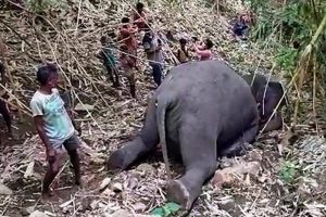 (Видео) Осумнаесет слонови најдени мртви во резерват во Индија, настрадале од удар на гром