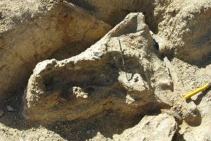 Во Австралија пронајден череп на крокодил стар осум милиони години (ВИДЕО)