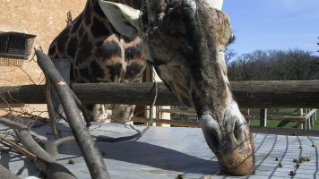 Во Зоолошката во Виена умре најстарата жирафа во Европа