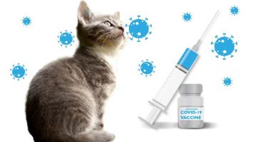 Во Русија почна вакцинацијата против коронавирус на животни
