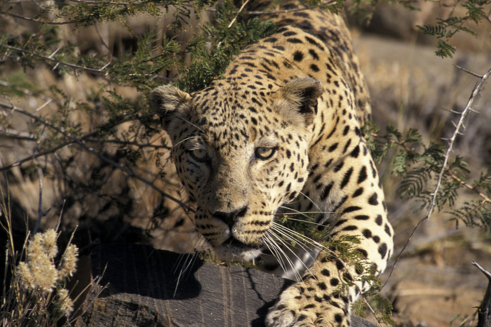 Леопарди побегнале од сафари-парк во Кина