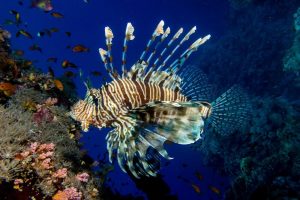 Отровна тропска риба забележана во Јадранското море