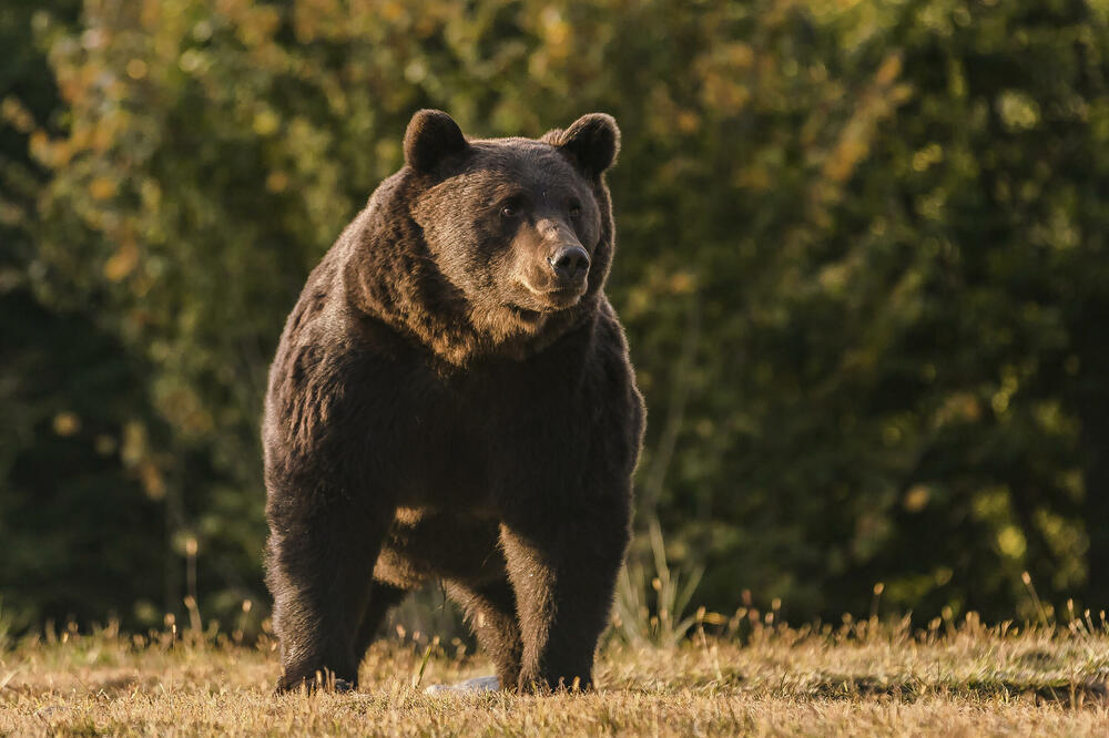 Принцот од Лихтенштајн e под истрага, затоа што ја убил најголемата мечка во Романија