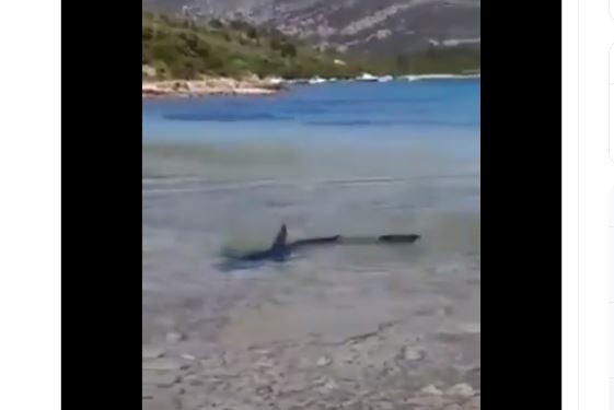 (Видео) Во плиткото во кај Корчула снимена ајкула долга над два метра
