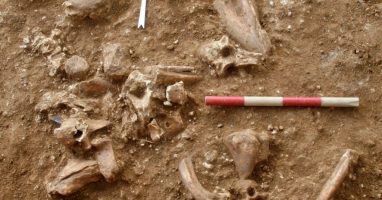 Во Израел пронајдени остатоци од досега непознат вид луѓе