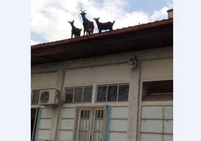 Козите ги изгубија нервите, една влезе во салон за мебел, друга качена на кров во болница