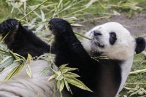 Панда во Зоолошка во Јапонија роди близнаци
