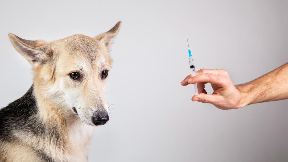 Русија ќе регистрира вакцина против Ковид-19 за животни