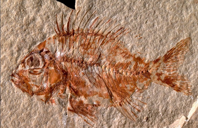 Во Мексико пронајден фосил од риба стар 95 милиони години