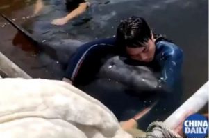 (Видео) Спасувач минал 10 часа во вода гушкајќи насукан кит кој бил на работ на смртта