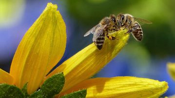 Кога би исчезнале пчелите, луѓето би изумреле за само четири години