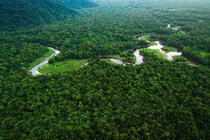 Наместо произведувач на кислород, Амазонија се претвора во извор на јаглерод диоксид