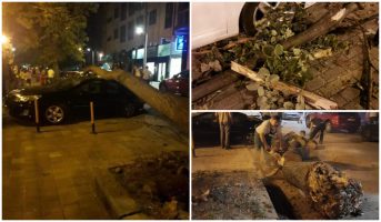 Уште едно дрво падна во Дебар Маало, оштети автомобил и повреди дете