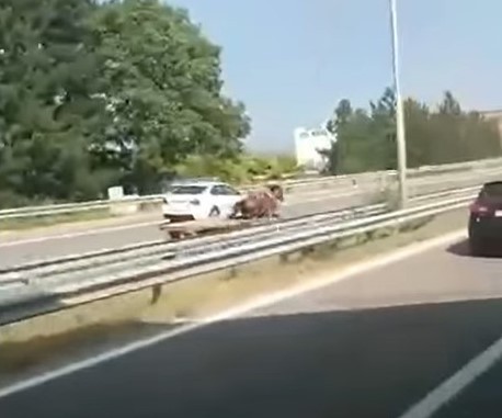 (Видео) Полициска потера со две коли бркаше распуштен коњ на автопатот Скопје - Тетово