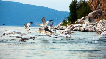 Германски „Велт“ направи репортажа за пеликаните на Преспанското Езеро