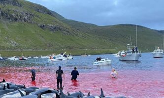 Убиени над 1.400 делфини во еден ден во традиционалниот лов на Фарските Острови