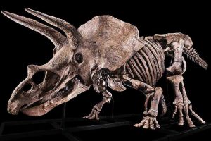 Најголемиот скелет од трицератопс продаден за 6,6 милиони евра