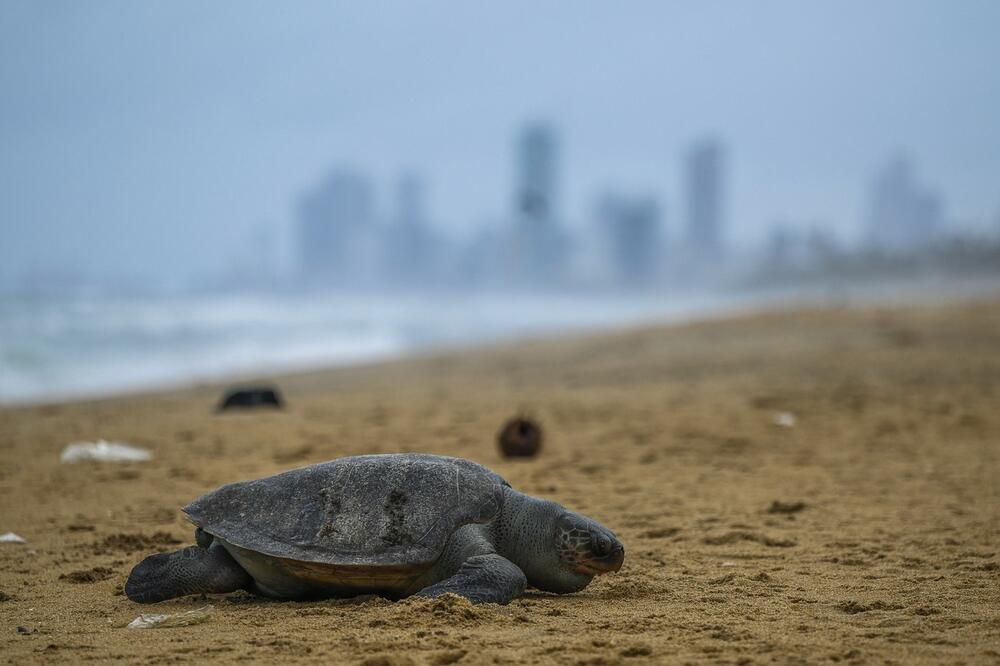 Стотина мртви морски желки се насукаа на брегот на Мексико
