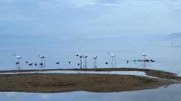 Јато фламинга по подолго време се појавија на брегот на Охридското Езеро кај Свети Наум
